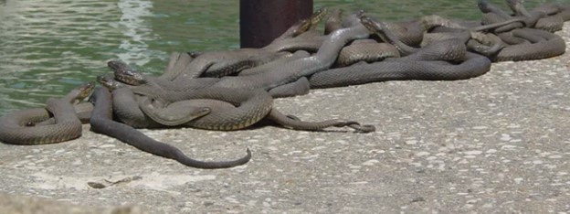 A large group of snakes in the sun